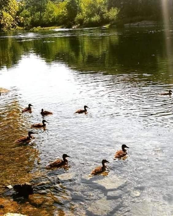 Bihać Flora&Fauna מראה חיצוני תמונה